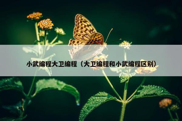 小武编程大卫编程（大卫编程和小武编程区别）