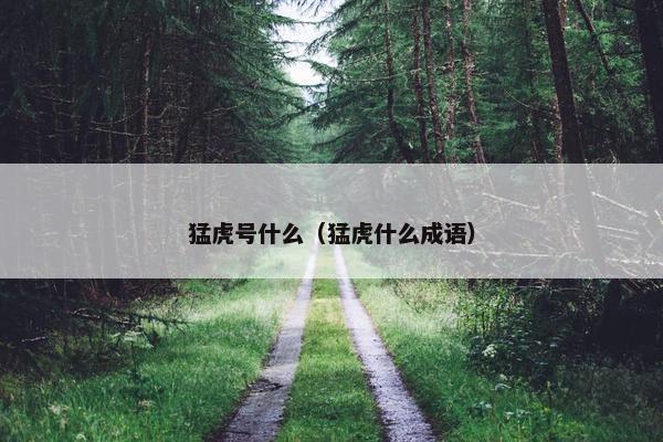 猛虎号什么（猛虎什么成语）