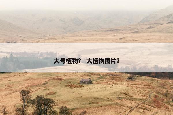 大号植物？ 大植物图片？